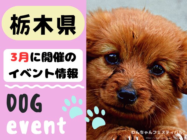 犬イベント　関東地区　東京都　千葉県　神奈川県　埼玉県　群馬県　栃木県　茨城県　2026年　3月