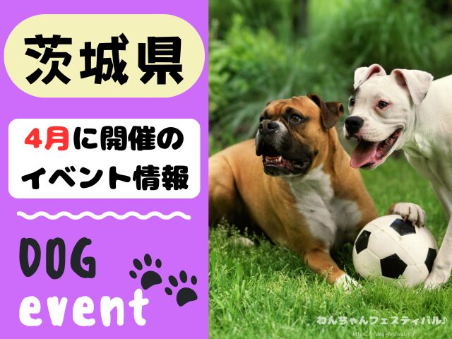 犬イベント　関東地区　東京都　千葉県　神奈川県　埼玉県　群馬県　栃木県　茨城県　2026年　4月