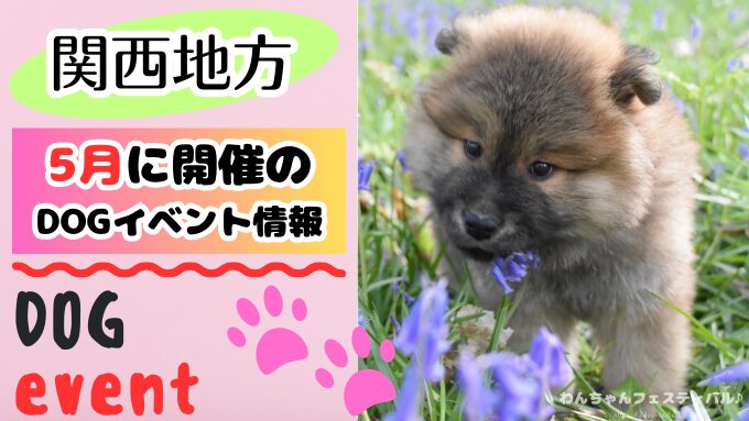 【関西5月】犬イベント2026年版！開催場所と詳細も紹介します！