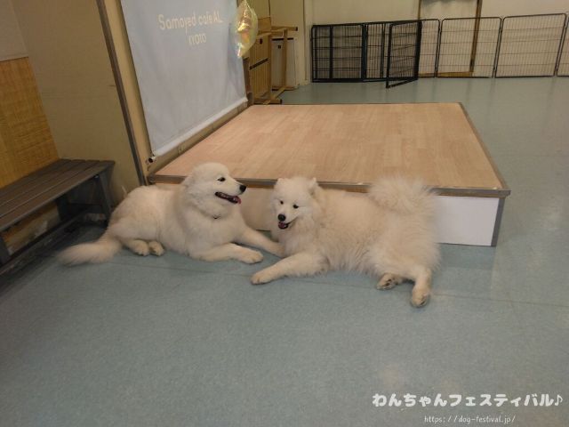 京都　サモエドカフェ