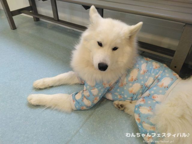 京都　サモエドカフェ