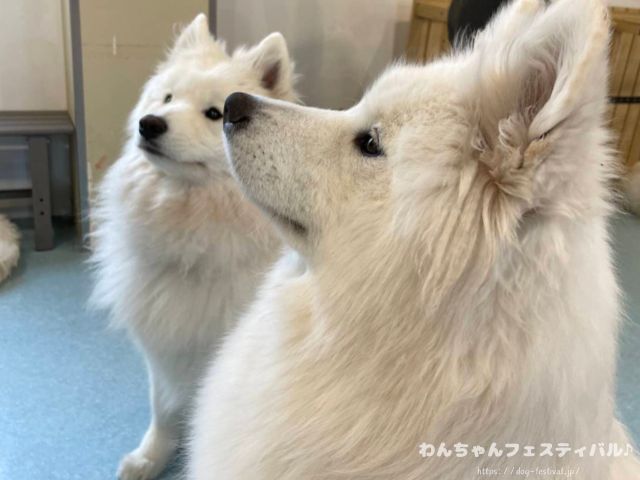 京都　サモエドカフェ