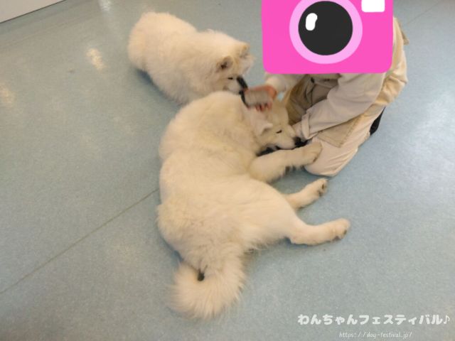 京都　サモエドカフェ