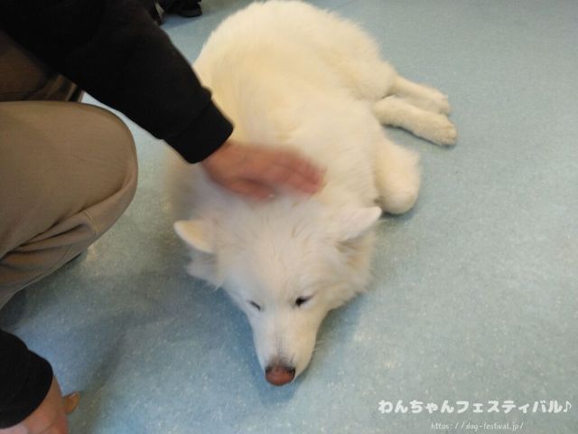 京都　サモエドカフェ