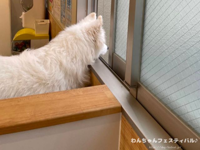京都　サモエドカフェ