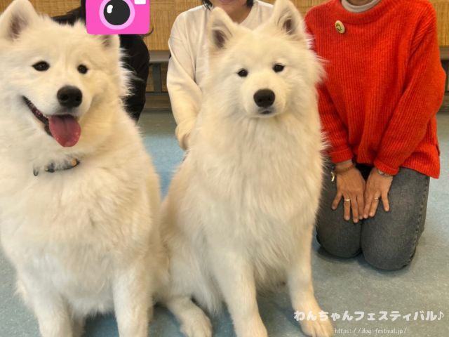 京都　サモエドカフェ