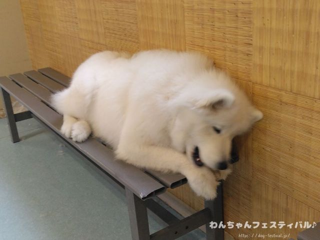 京都　サモエドカフェ