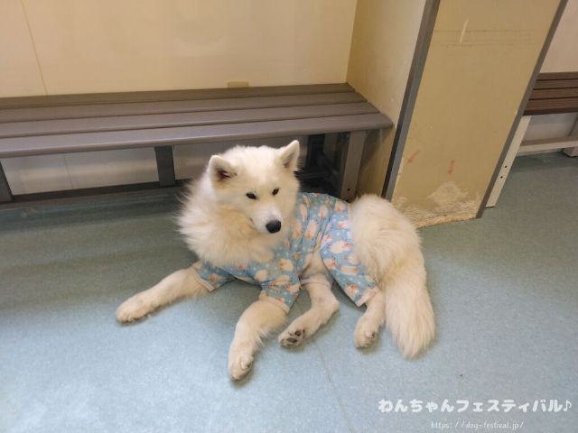 京都　サモエドカフェ