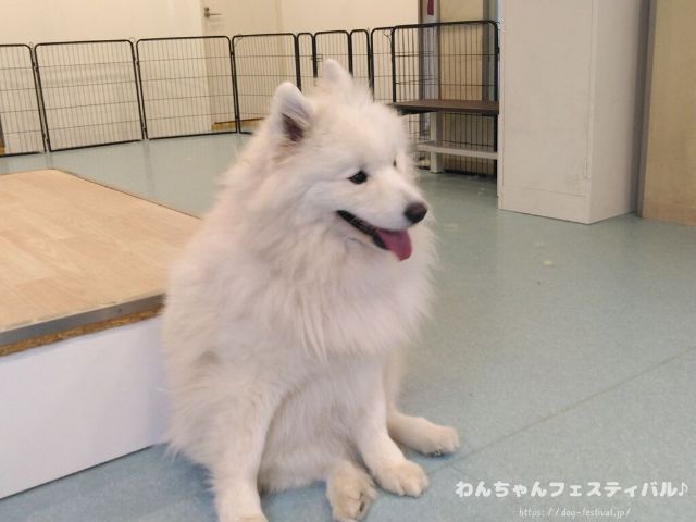 京都　サモエドカフェ