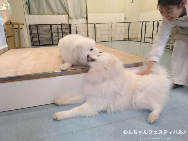 京都　サモエドカフェ