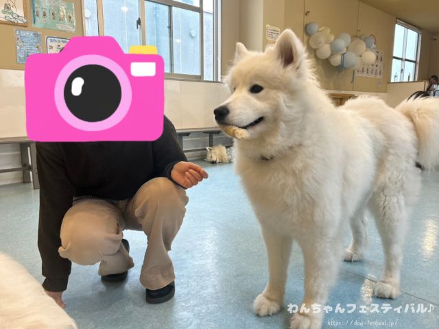 京都　サモエドカフェ