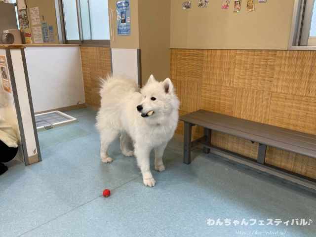 京都　サモエドカフェ