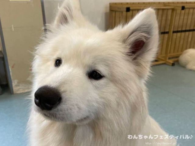 京都　サモエドカフェ