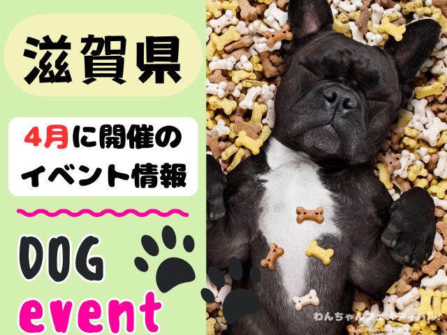 関西 犬イベント 一覧 開催場所 日程 2026 4月 大阪府 京都府 兵庫県 奈良県 滋賀県 和歌山県