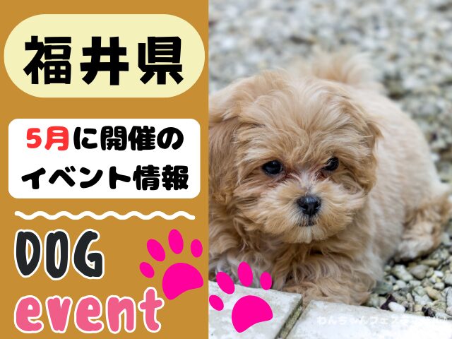犬イベント　北陸地方　新潟県　富山県　石川県　福井県　2026年　5月