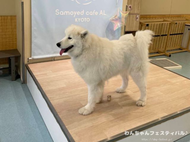 京都　サモエドカフェ