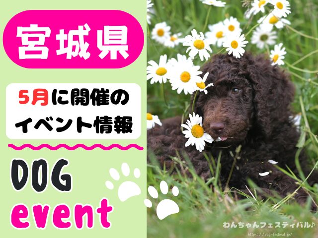 犬イベント　東北地方　青森県　岩手県　秋田県　宮城県　山形県　福島県　2026年　5月