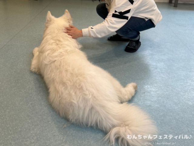 京都　サモエドカフェ