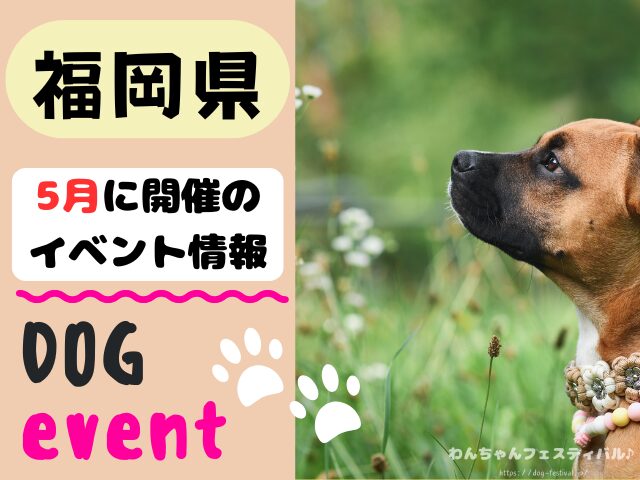 犬イベント 九州 福岡県 佐賀県 長崎県 熊本県 大分県 宮崎県 鹿児島県 2026年 5月