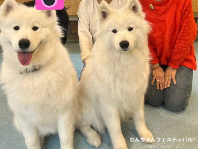 京都　サモエドカフェ