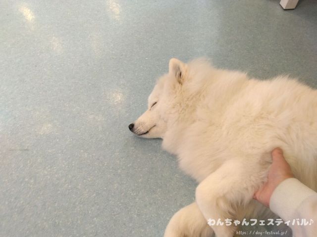 京都　サモエドカフェ