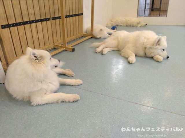 京都　サモエドカフェ