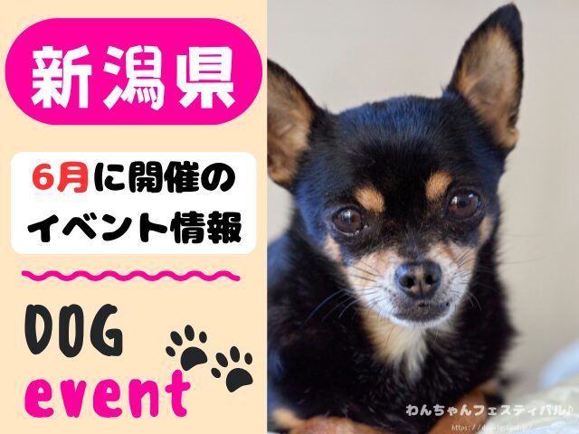 犬イベント　北陸地方　新潟県　富山県　石川県　福井県　2026年　6月