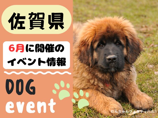 犬イベント　九州　福岡県　佐賀県　長崎県　熊本県　大分県　宮崎県　鹿児島県　2026年　6月