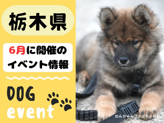 犬イベント　関東地区　東京都　千葉県　神奈川県　埼玉県　群馬県　栃木県　茨城県　2026年　6月