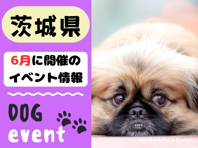 犬イベント　関東地区　東京都　千葉県　神奈川県　埼玉県　群馬県　栃木県　茨城県　2026年　6月